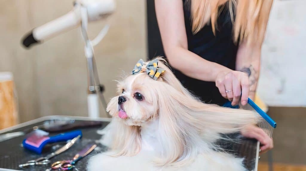 shih tzu u salonu za pse novi beograd