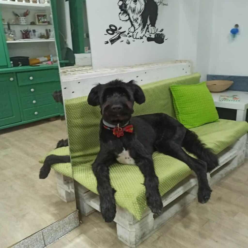 salon za pse vesela njuska - trimovanje snaucera