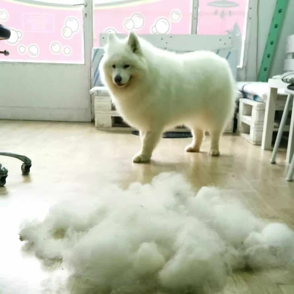 Furminiranje pasa