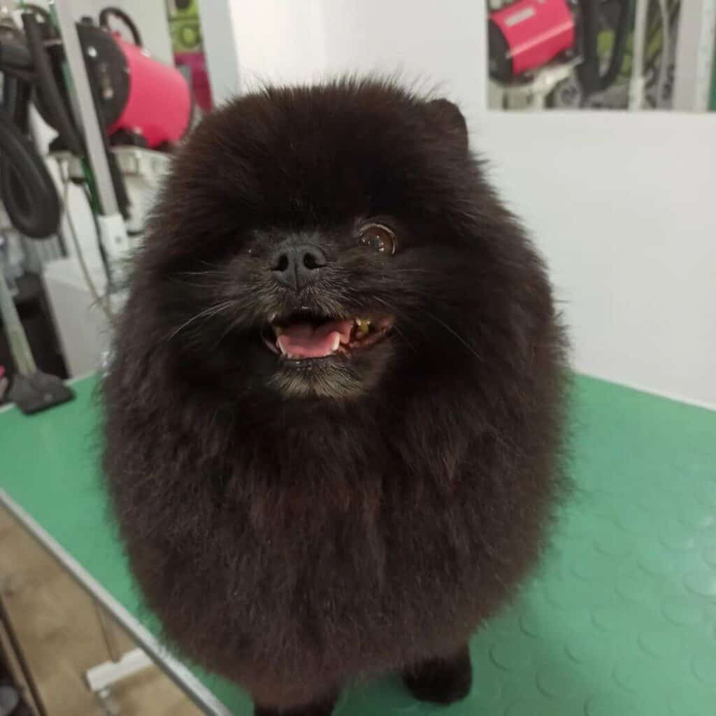 Pomeranac u salonu za pse