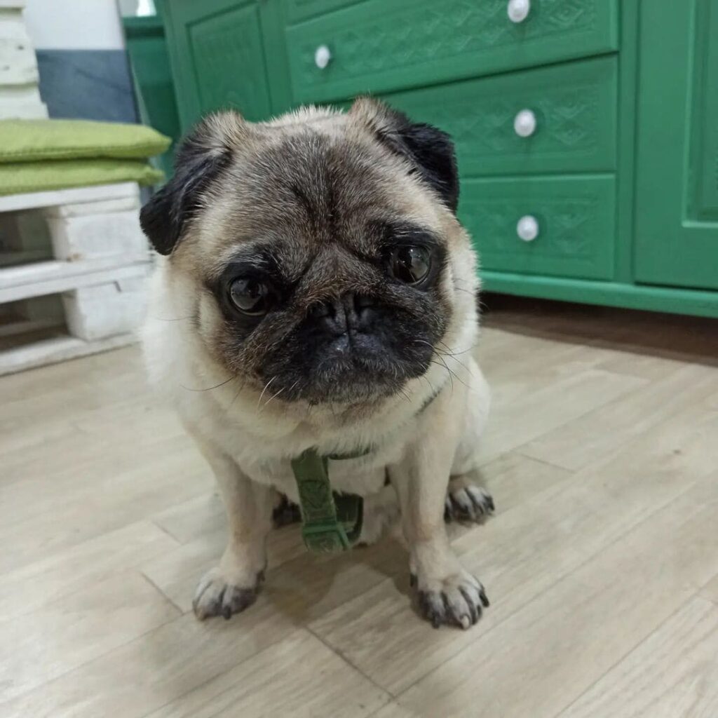 mops - sečenje noktiju kod pasa