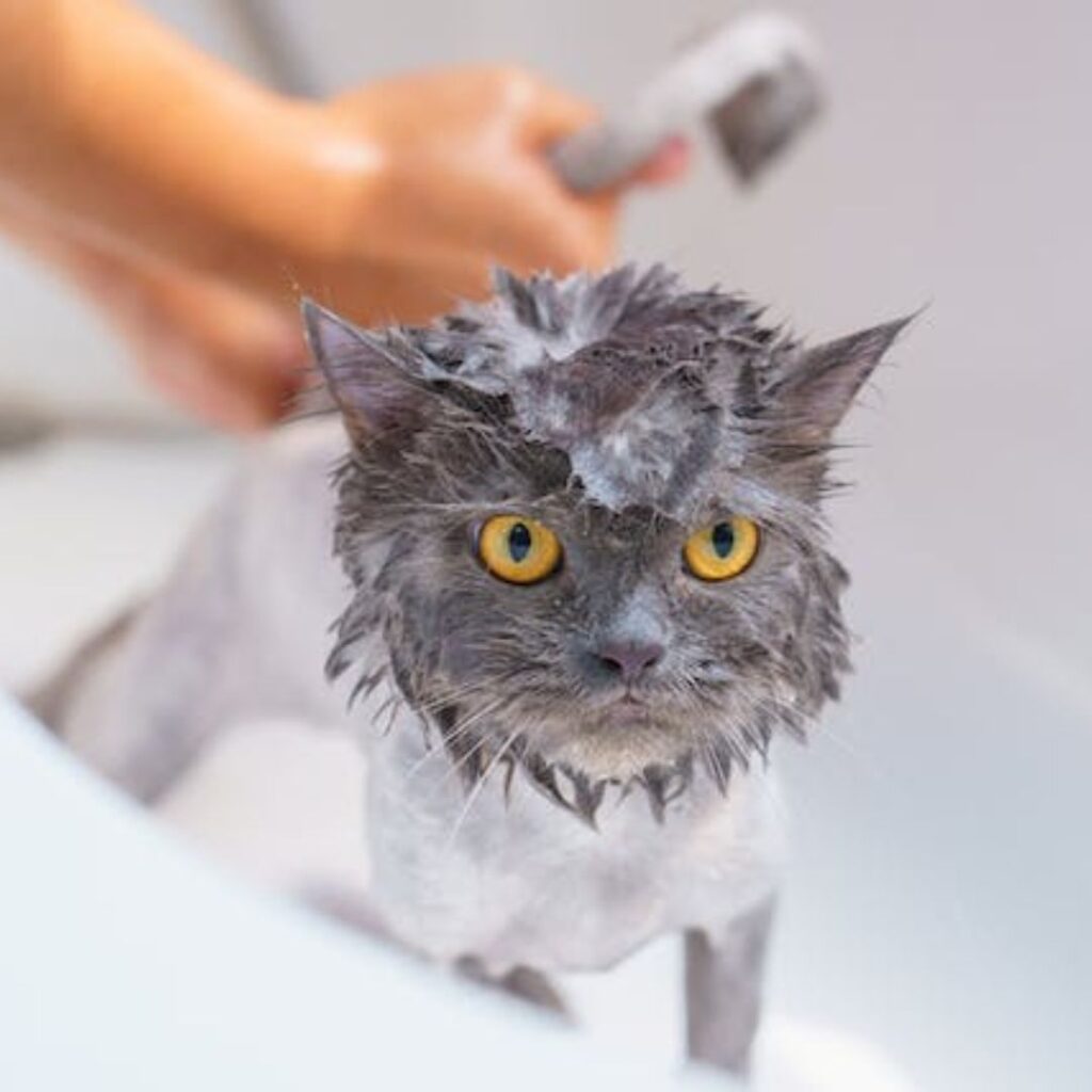 kupanje mačaka salon vesela njuška