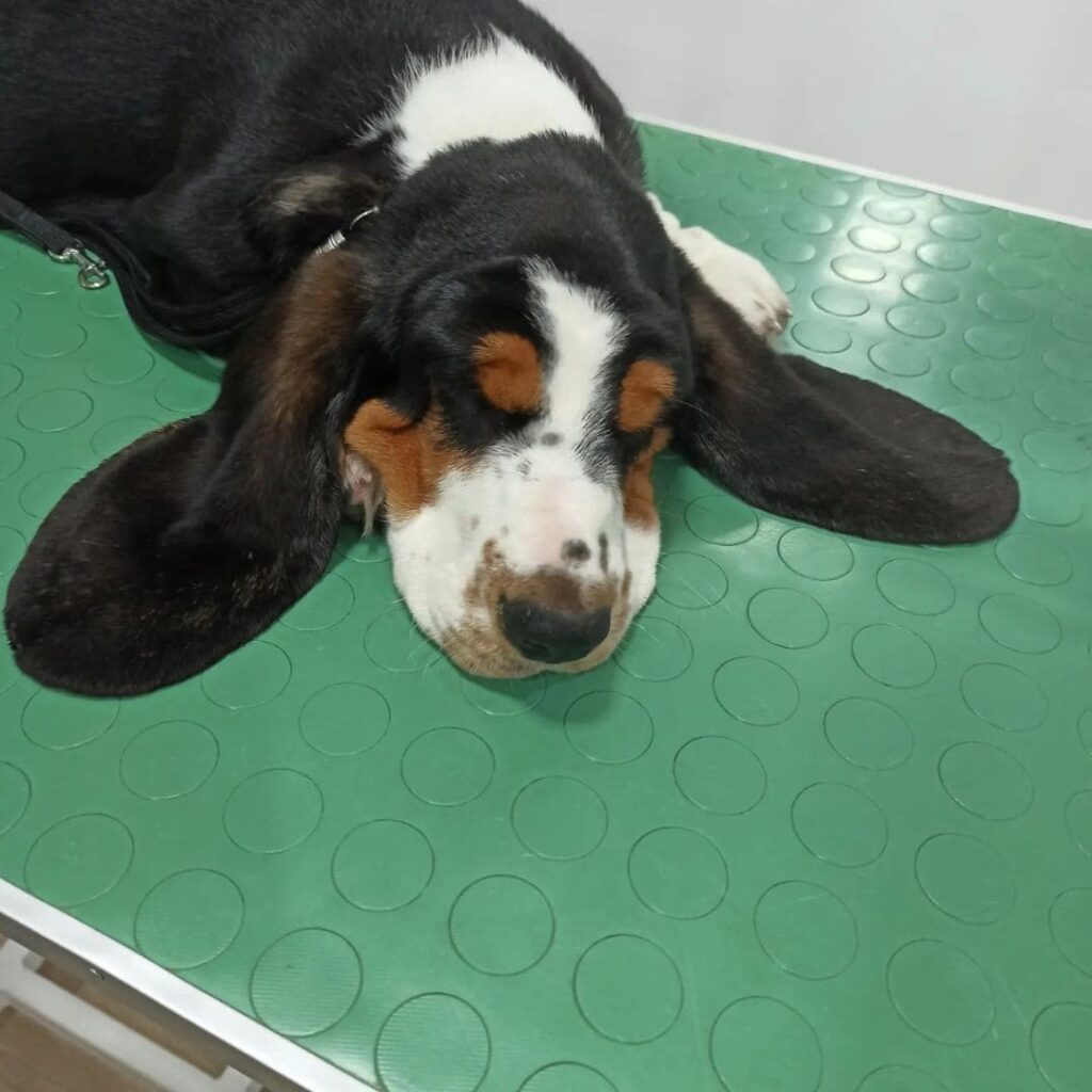 čišćenje ušiju, basset hound